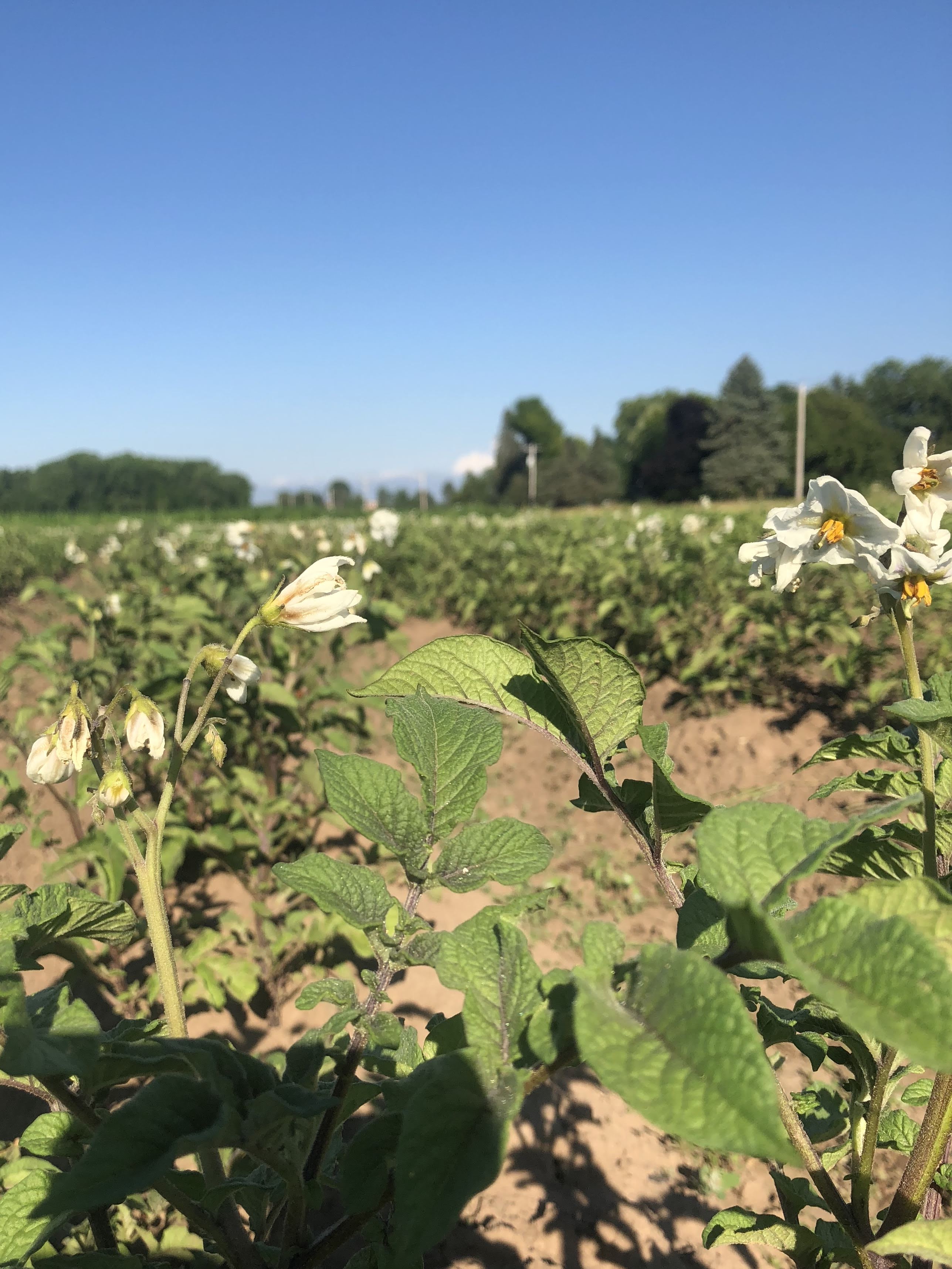 Flowering Potatoes