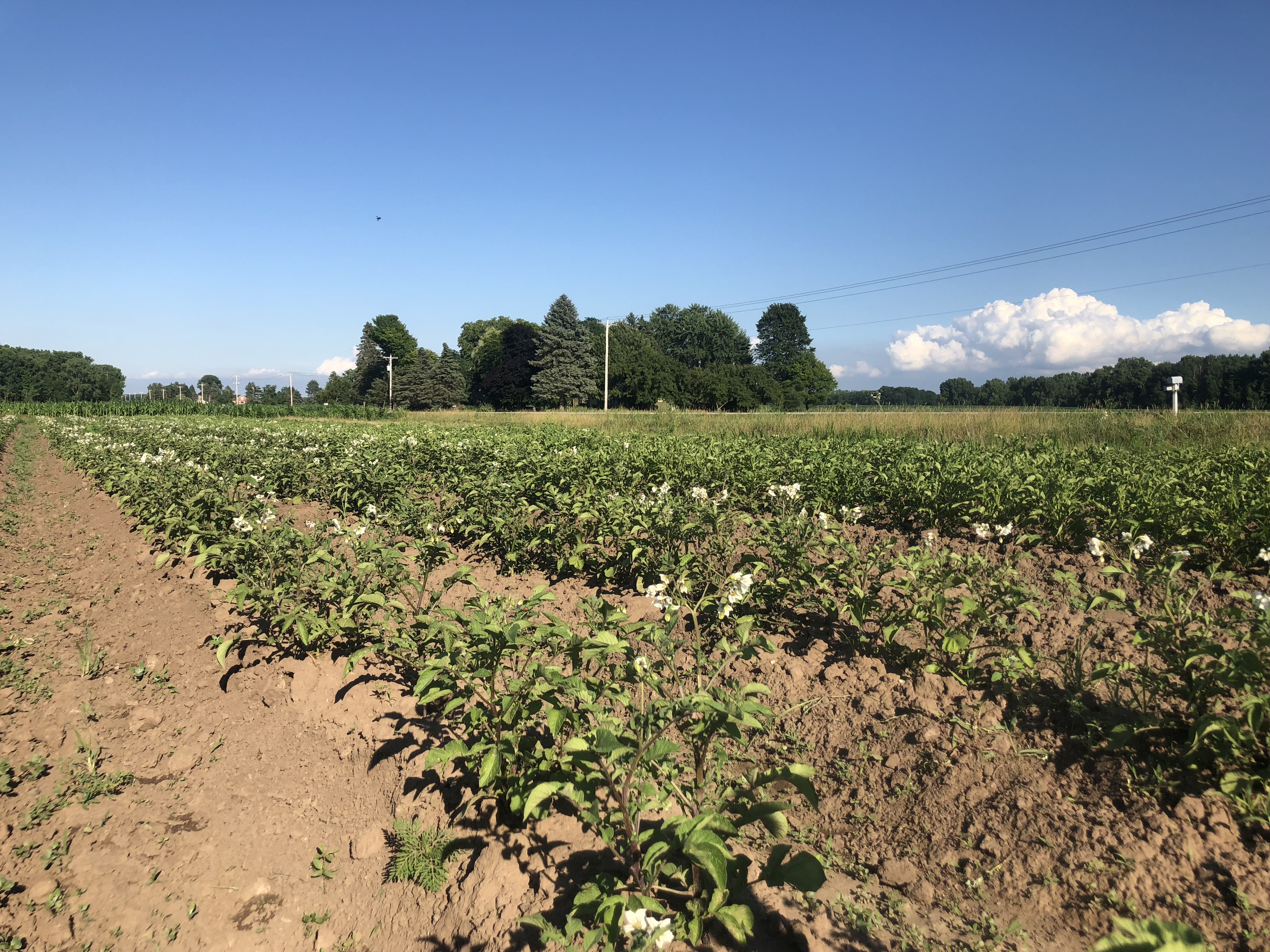 Flowering Potato plants