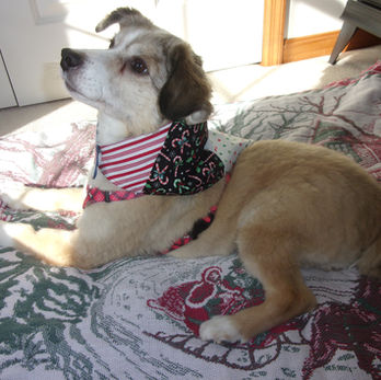 Dog wearing holiday bandana