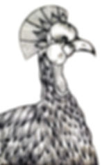 Studio Ancré-Ilustrations (1).jpg