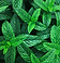 mint