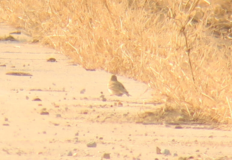 Asian Short-toed Lark Alaudala cheleensis 북방쇠종다리, digiscoped with strong lighting © Leslie Hurteau