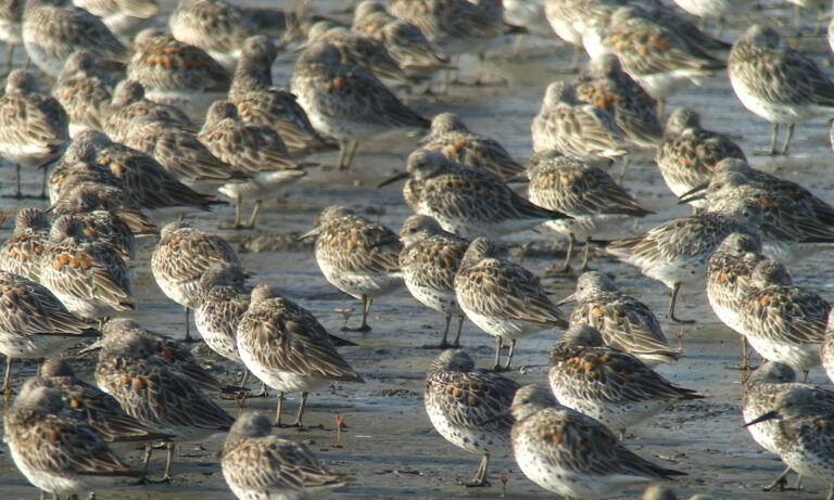 화성 습지 FNS  매향리 갯벌, 매향리 세계 적색목록범주의 위기(EN) 등급에 속하는 붉은어깨도요 Calidris tenuirostris 34,900마리 중 소수 집단의 모습, 호텔 건설지로 제안된 장소에서 250미터도 떨어져있지 않다. 2018년 4월 18일 사진 © Nial Moores. 중국 SBS 지원을 받은 새와 생명의 터 조사에서 발견된 이 군집은 이 매우 중요한 습지를 보존해야 한다는 우리 단체의 목표를 새롭게 하였다.