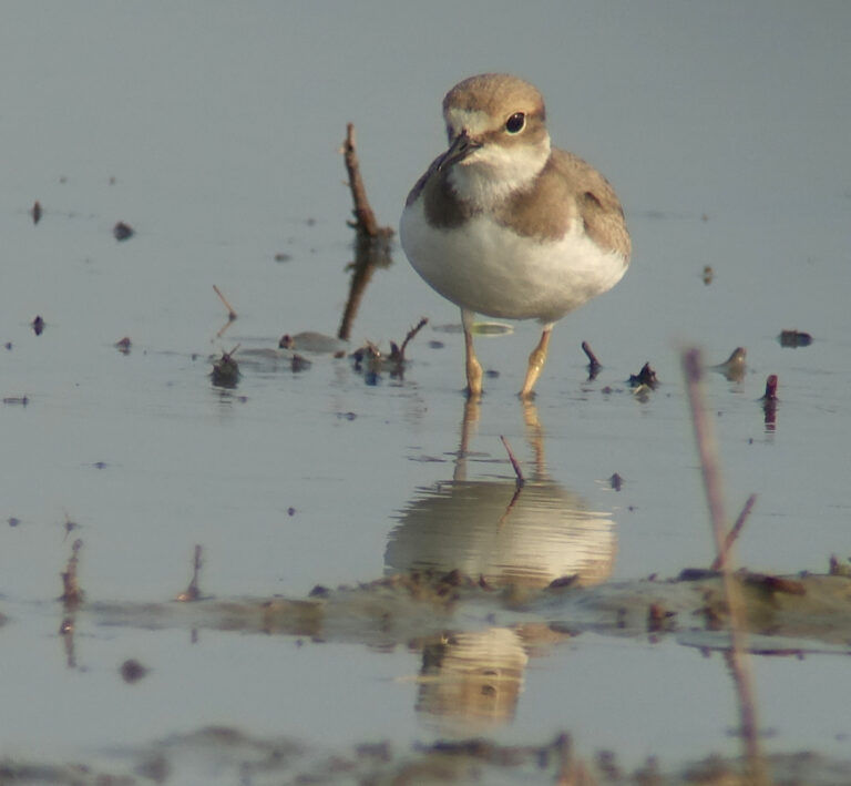 Long-billed Plover © Nial Moores
