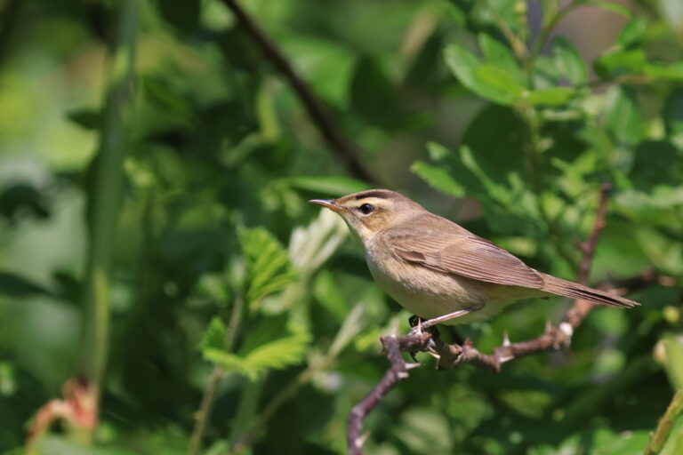 Black-browed Reed Warbler, Acrocephalus bistrigiceps © Soyoung Sung
