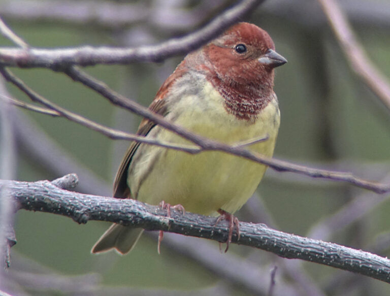 Yellow Bunting Emberiza sulphurata 무당새. VU. Only one recorded: a male seen giving brief snatches of song on 27th.