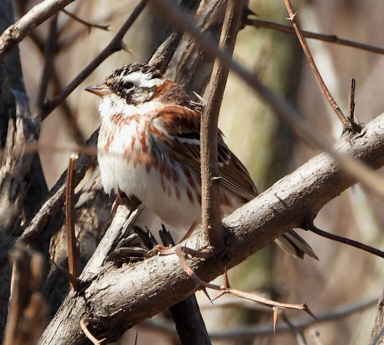 Globally Vulnerable Rustic Bunting 쑥새 © Bernhard Seliger