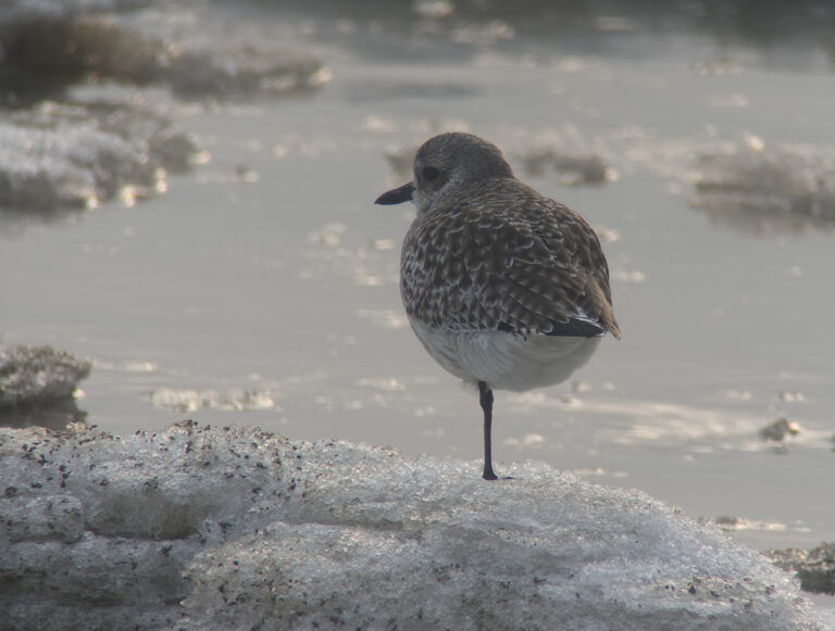 Grey Plover 개꿩 © Nial Moores