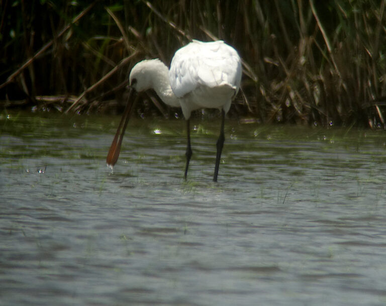 Eurasian Spoonbill Platalea leucorodia 노랑부리저어새 © Nial Moores