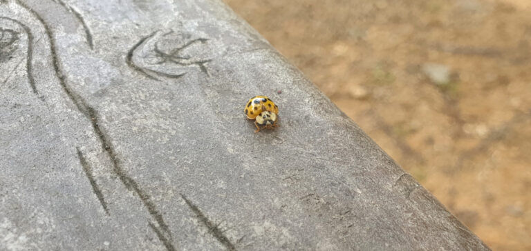 22 Spotted Ladybird, Psyllobora vigintiduopunctata