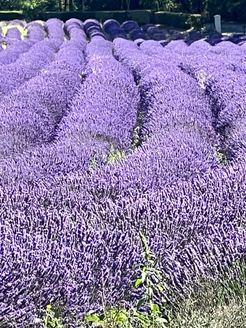 Lavender at Abbaye de Senanque near Gordes (25 mins from here)