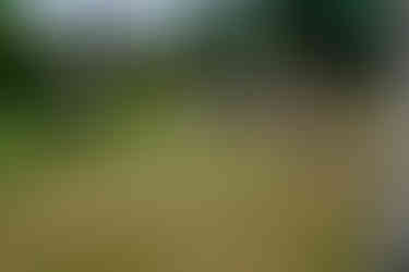 Wedding guests watching as a man throws a ball at a coconut shy