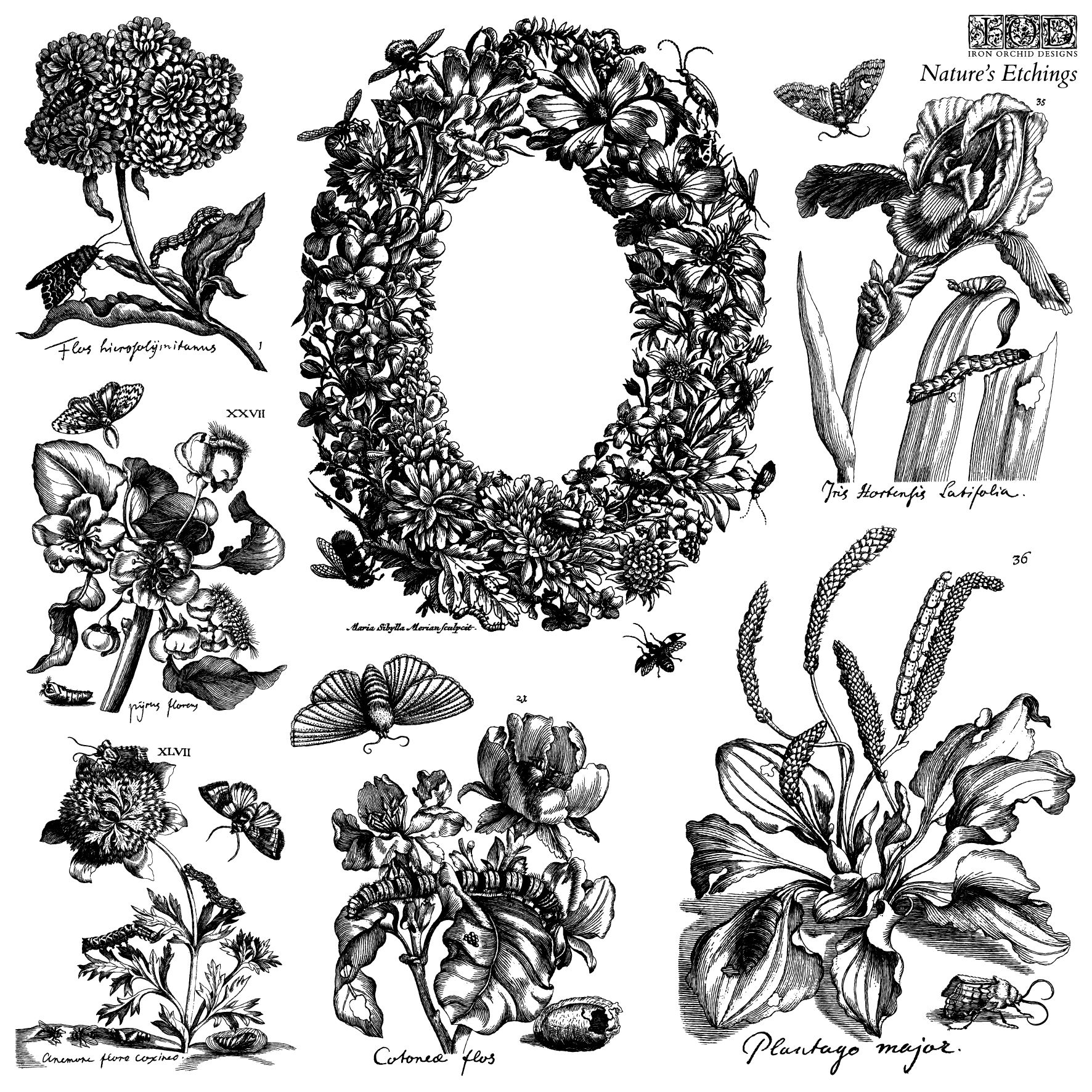 "Nature's etchings", IOD stamp, double plaque