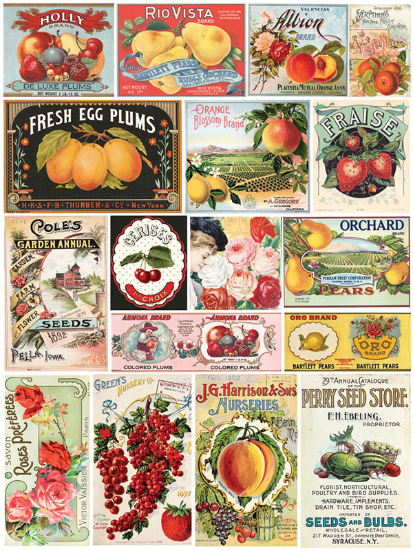 Vintage Seed, transfert redesign
