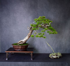 Lodgepole Pine