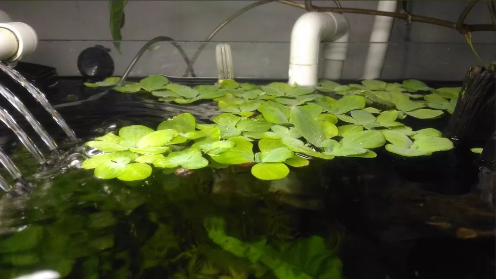 Miniatura: Lechuga de Agua
