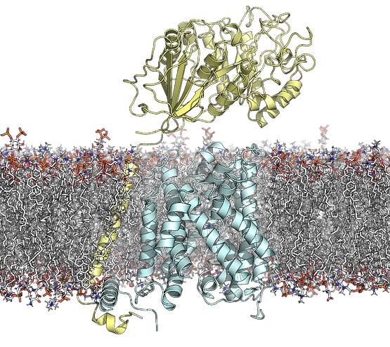 lat1 cd98hc bilayer.png
