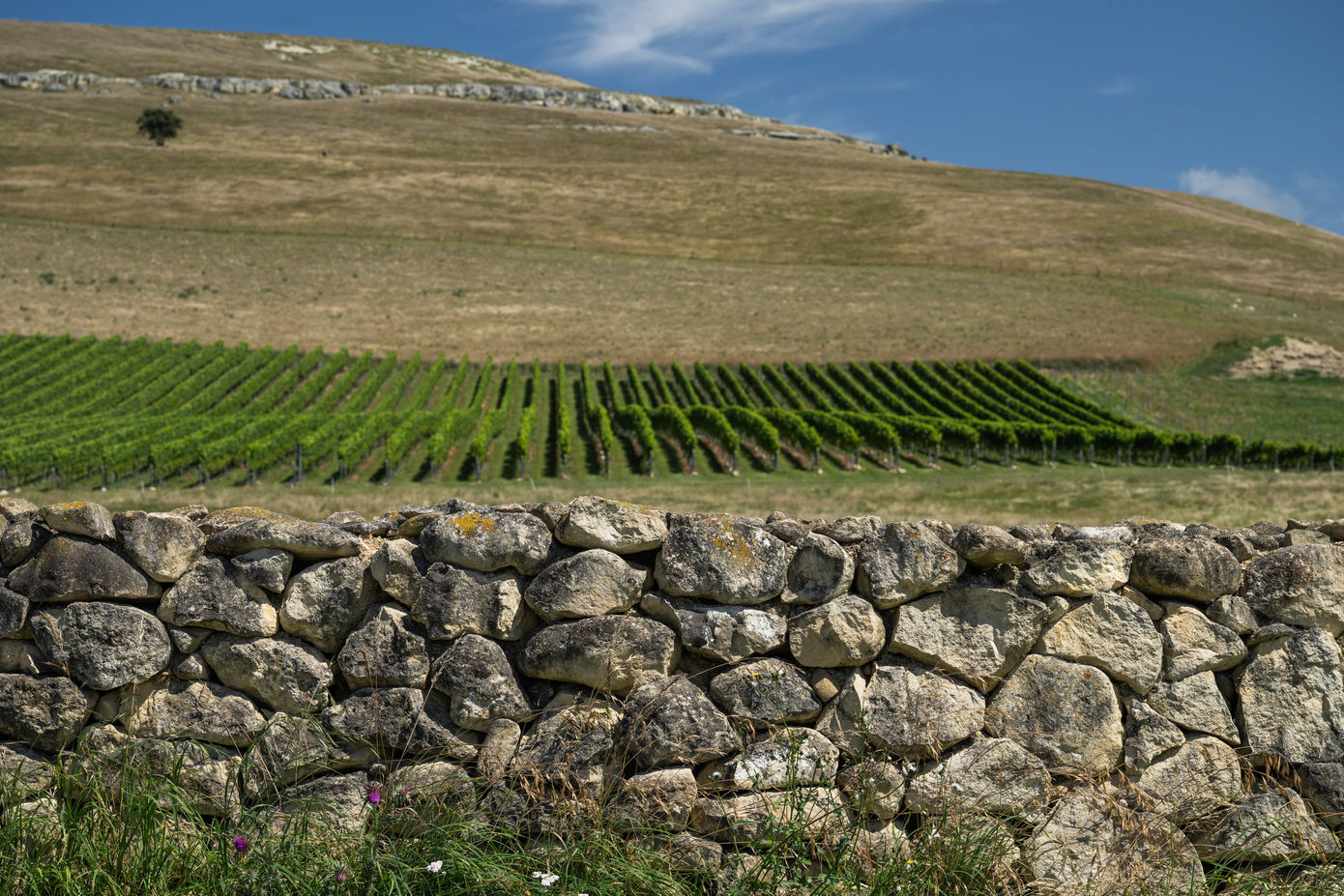 ostler wines, clos ostler, ostler pinot, ostler pinot noir, best wine nz, best red wine nz, best pinot noir north otago