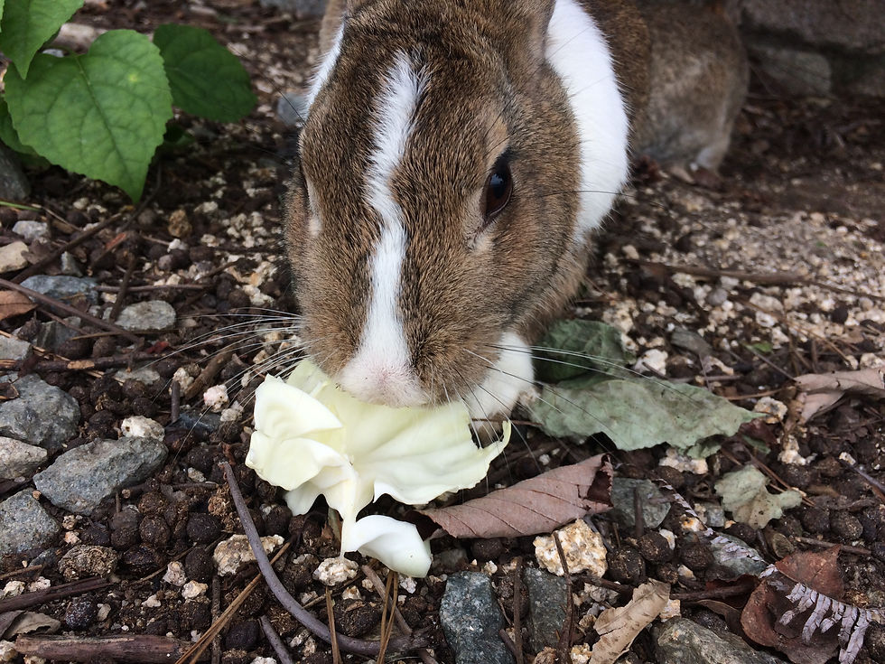 うさぎ