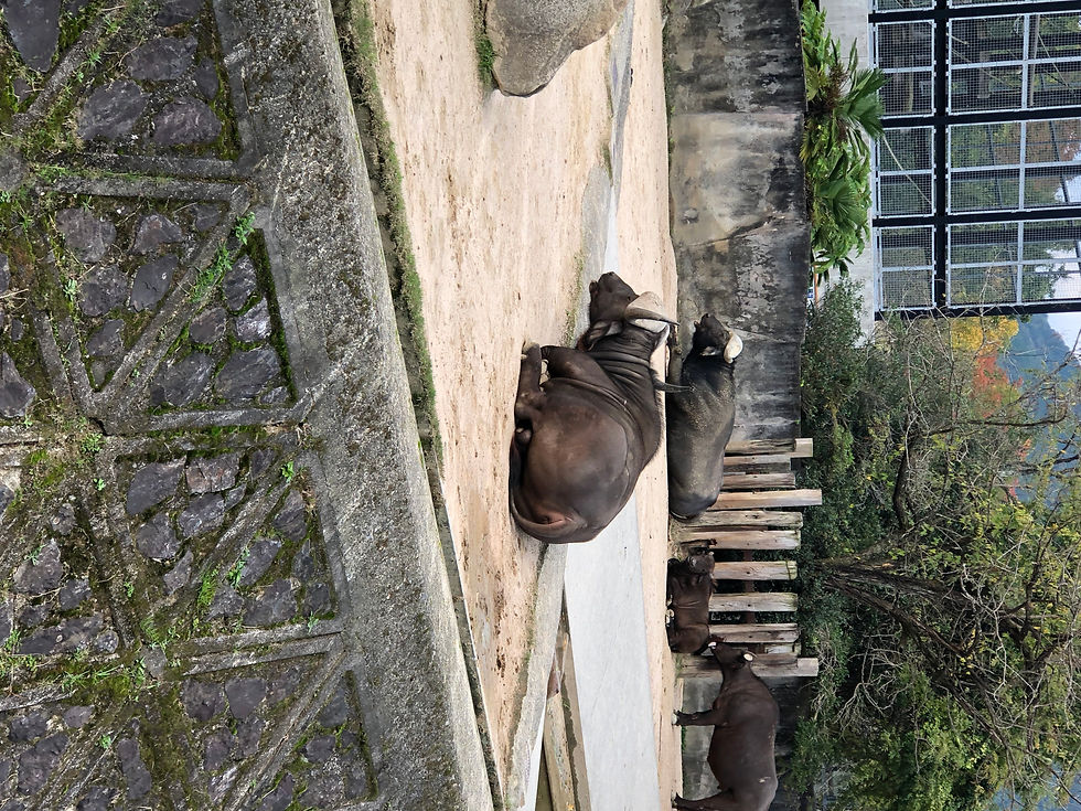 水牛のヒデキ