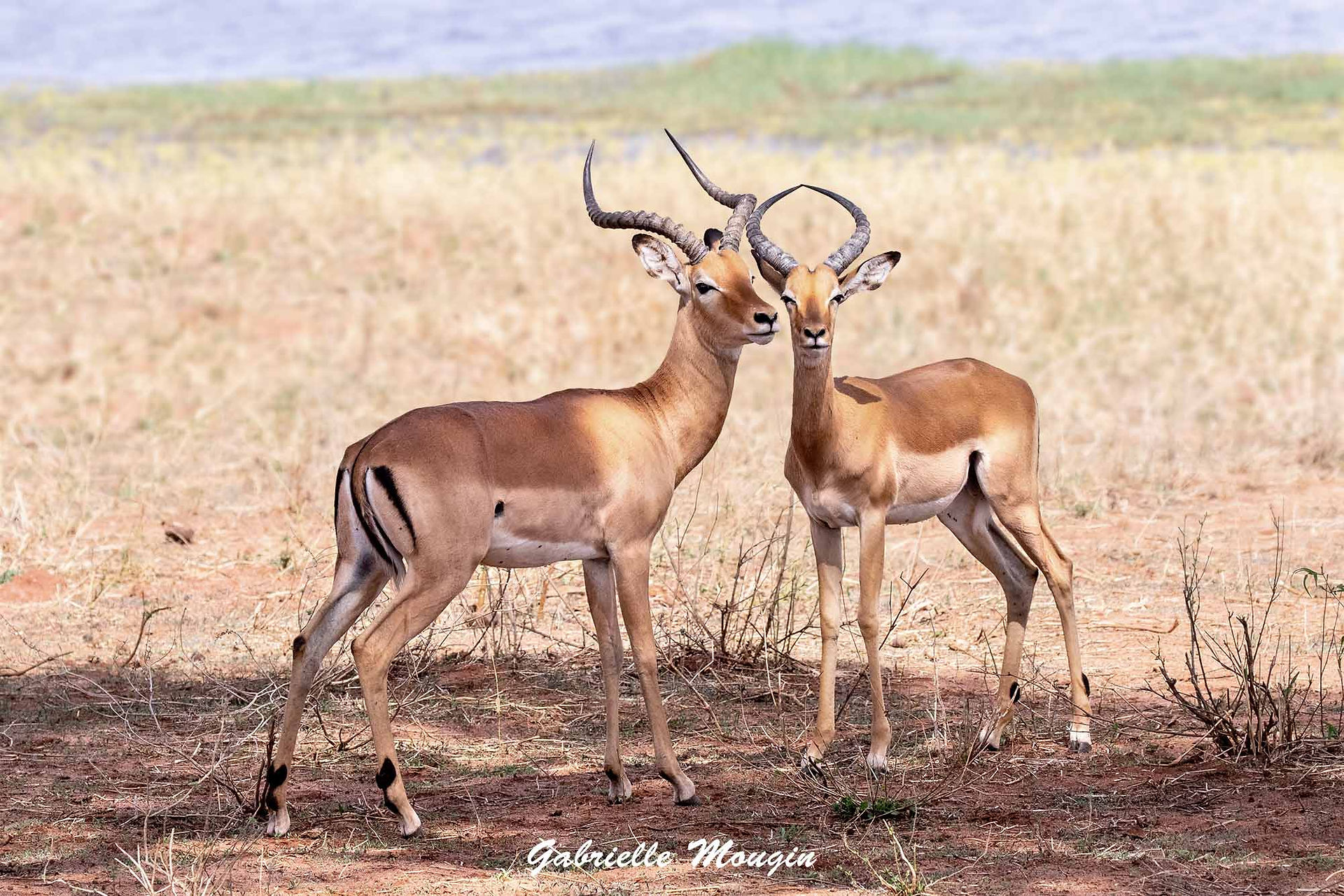 Jeunes impalas, Tarangire