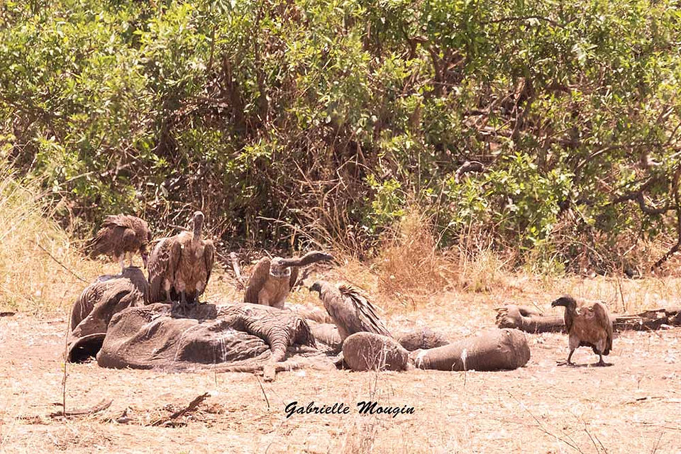 Vautours dévorant une carcasse, Tarangire