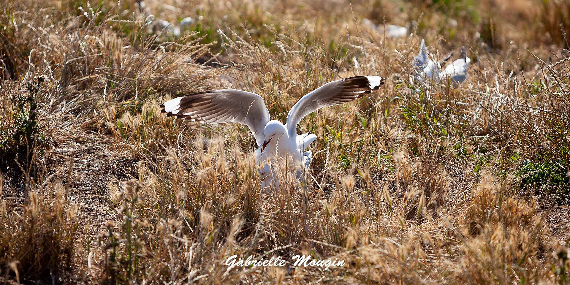 Mouette scopuline à Phillip Island