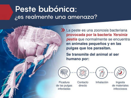 Se reporta la primera muerte por peste bubónica en EE.UU. en casi dos décadaswww.eltiemponola.com | Síguenos en redes sociales: @eltiemponola