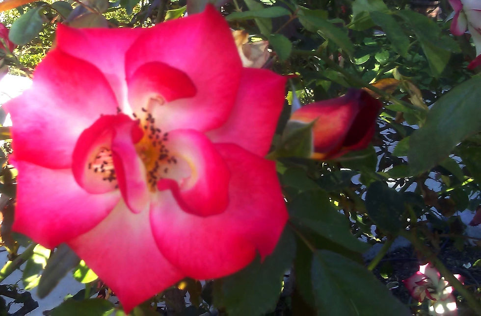 20170728_173144 (2)