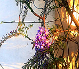 IMG_1094_edited.jpg