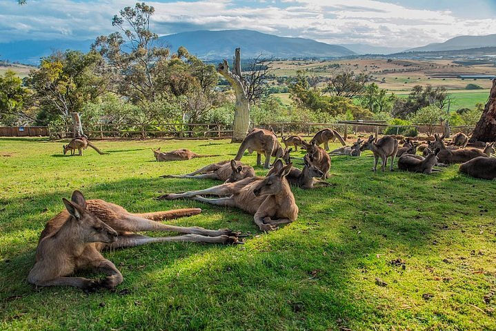 BONORONG WILDLIFE SANCTUARY.jpg