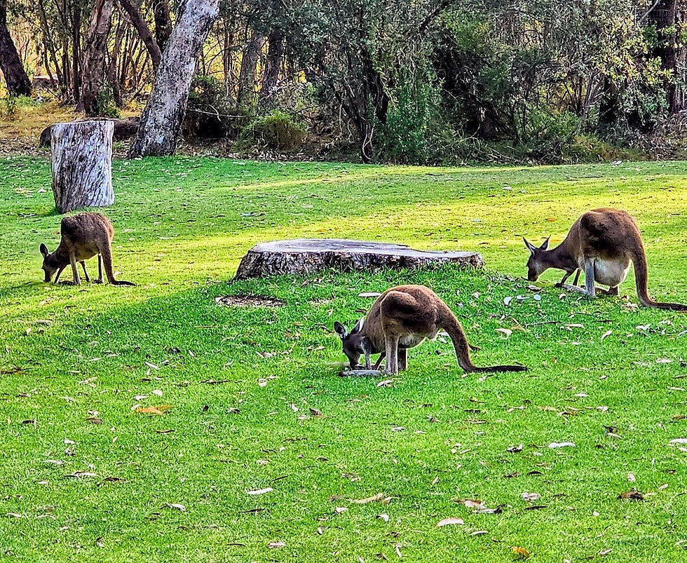 Yanchep National Park.jpg
