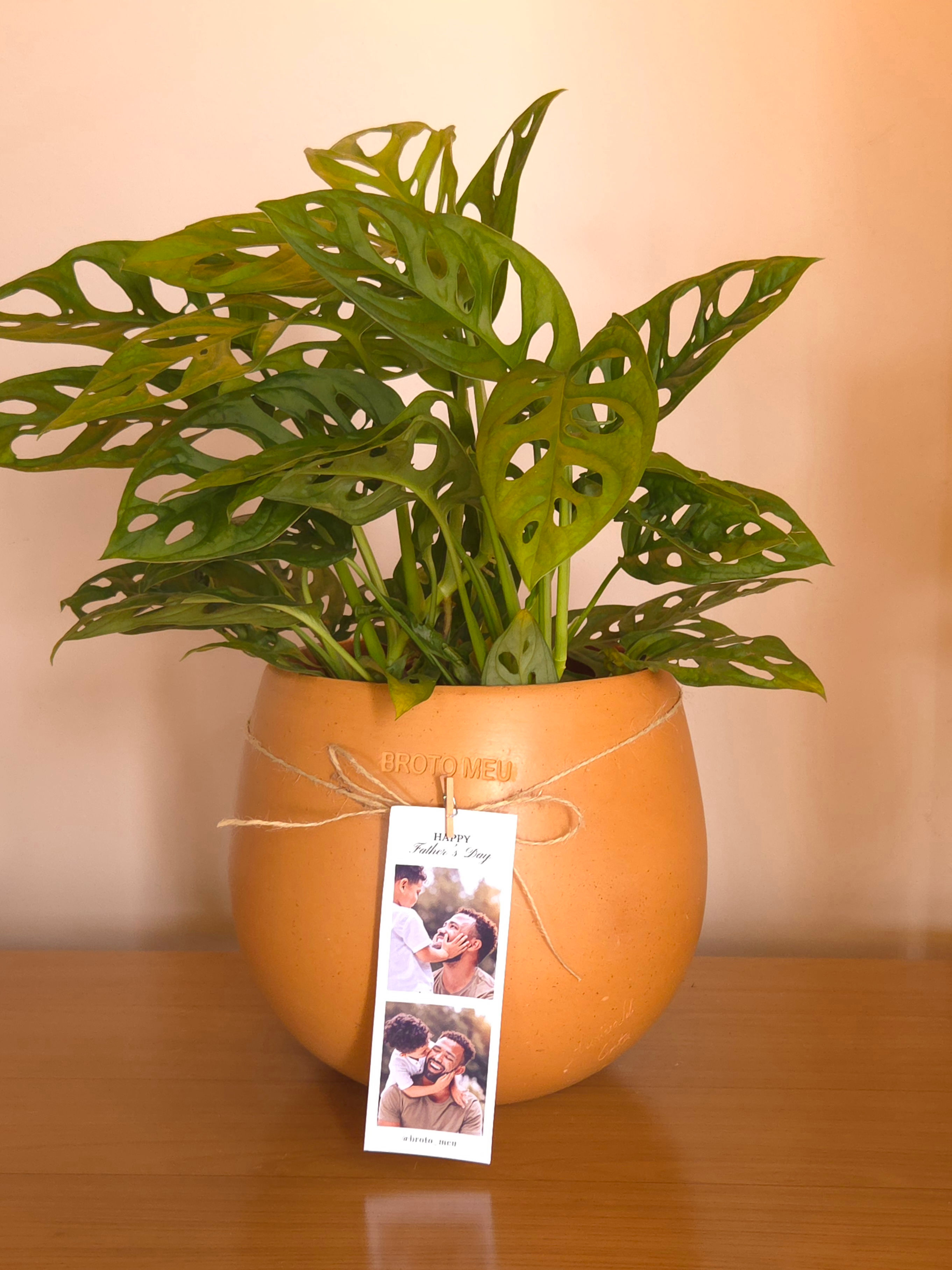 Vaso Cerâmico G - Monstera