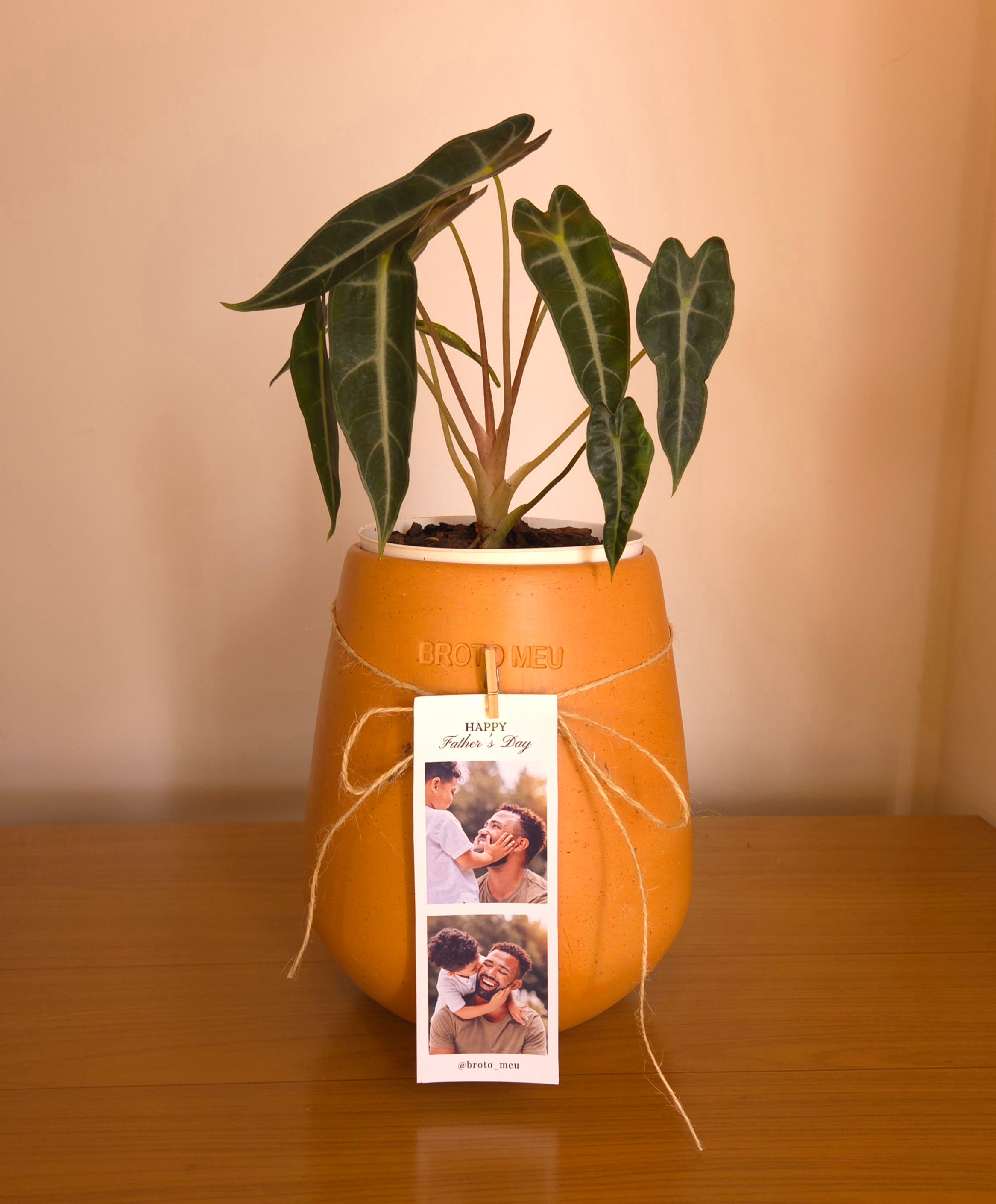 Vaso Cerâmico M - Alocasia
