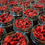 Thumbnail: Dried Cranberry (Unsweetened)