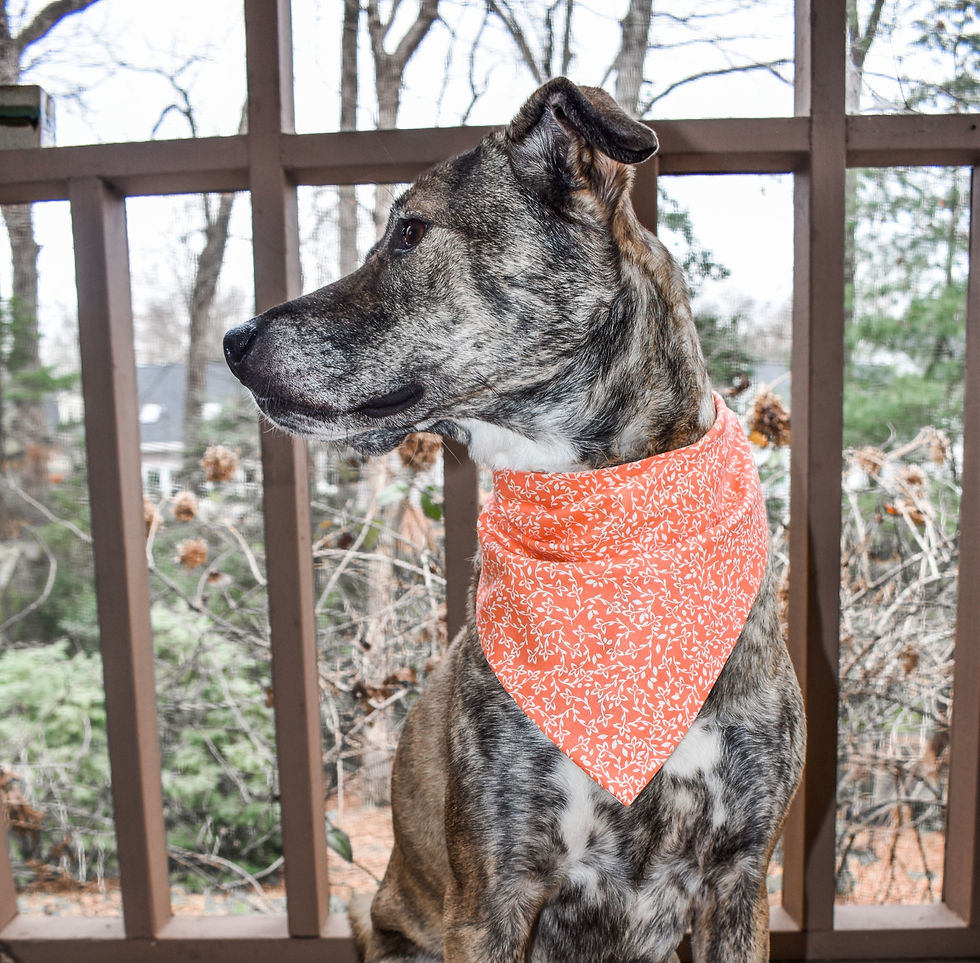 Thumbnail: Buggin' Out Reversible Bandana