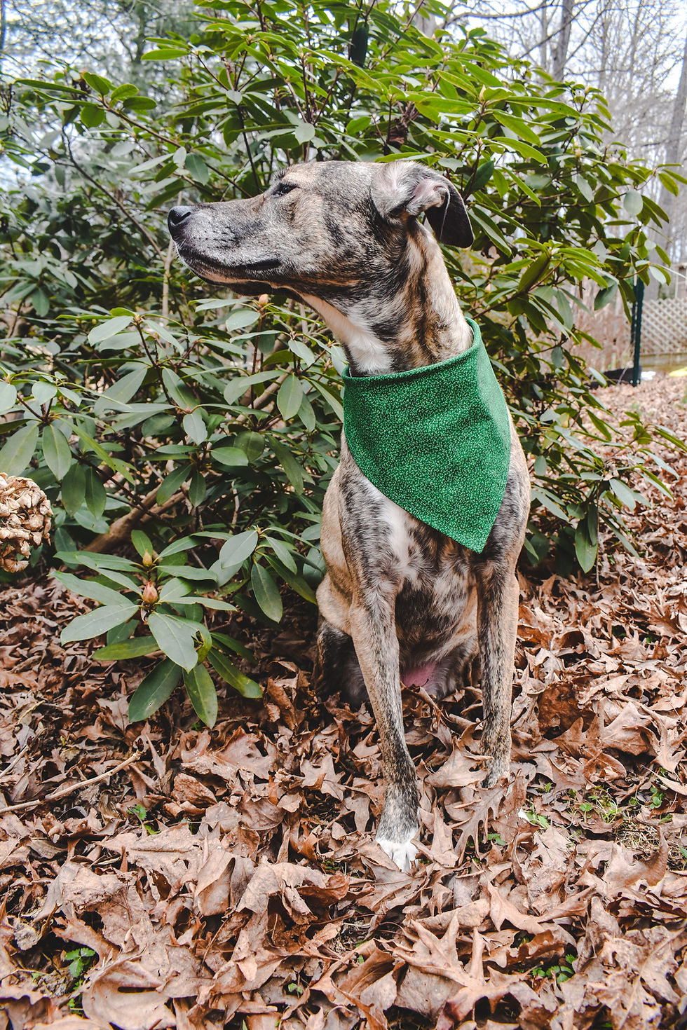 Thumbnail: Irish Donuts Reversible Bandana