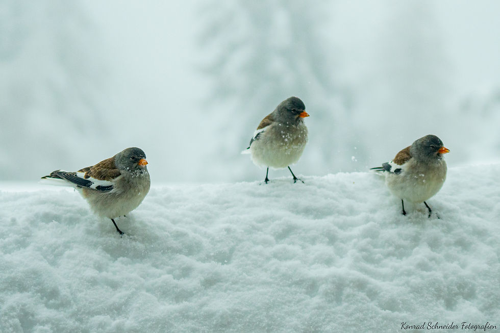 Schneesperlinge