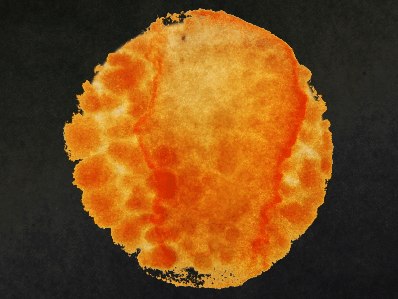 Sun Test Up Sat 110.gif