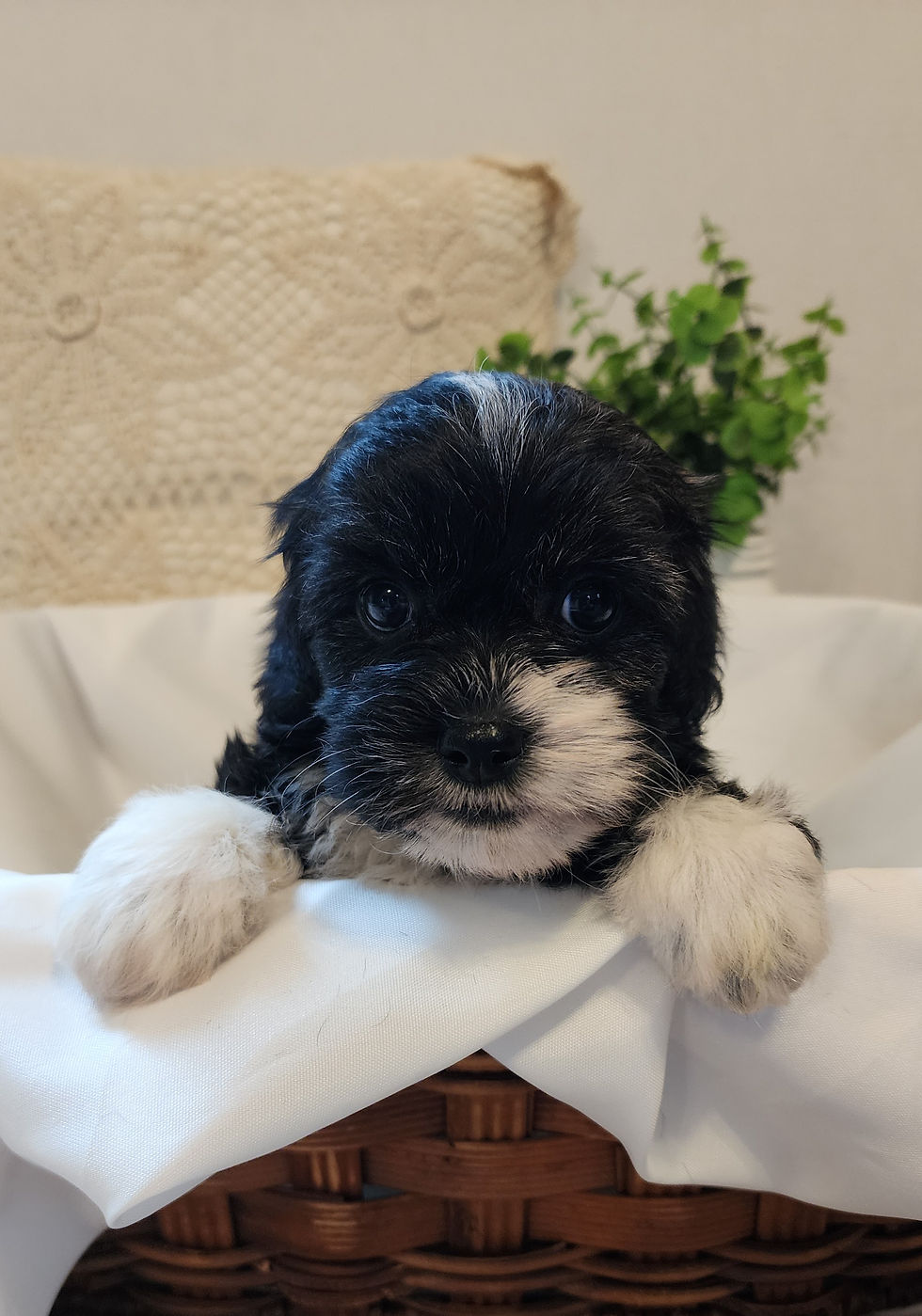 Poppy_6Weeks (4).jpg