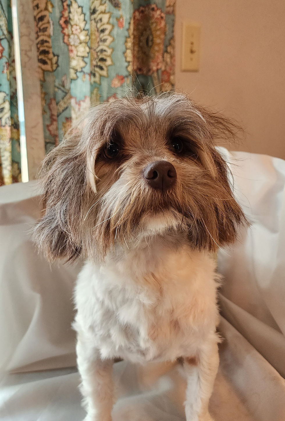 bella.jpg