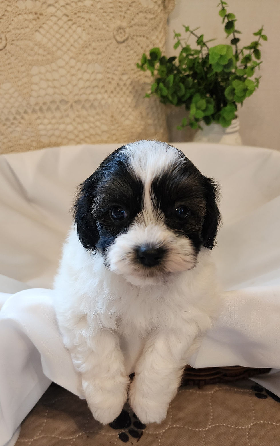 lily_6weeks (6).jpg