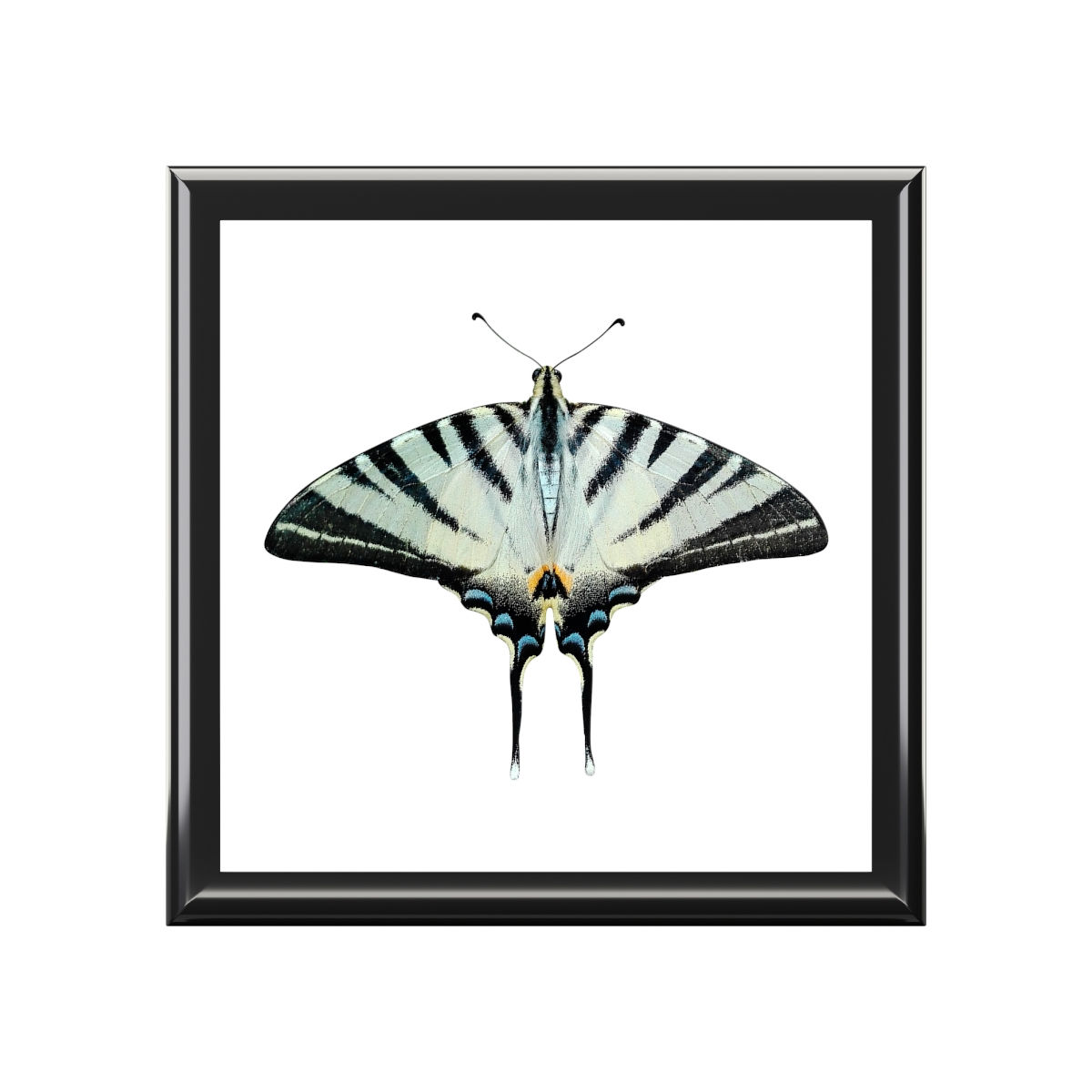Moth Butterfly Jewelry Box