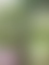 The Origins of Matcha