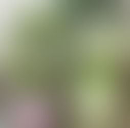 The Origins of Matcha