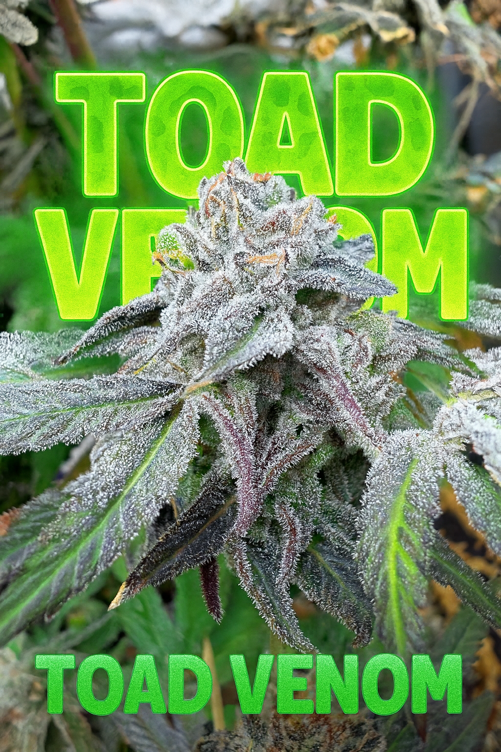 Toad Venom breeder cut