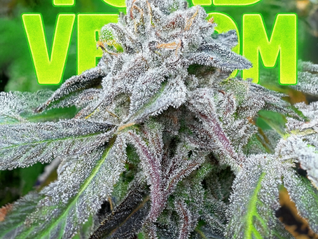 Toad Venom Ronins Verified Cut Now Available Exclusively at Hypeclonez Com