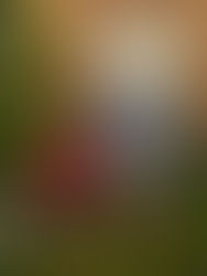 Arenzano sulla via del Giappone e Rensen Comics