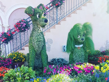 Disney International Program: i ruoli