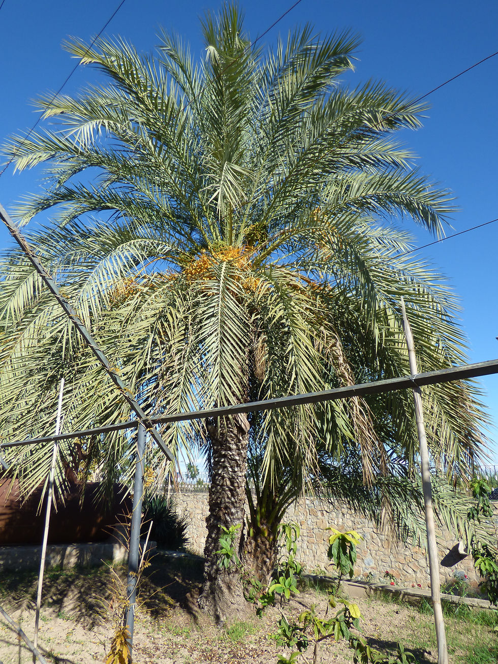 Palmera datilera